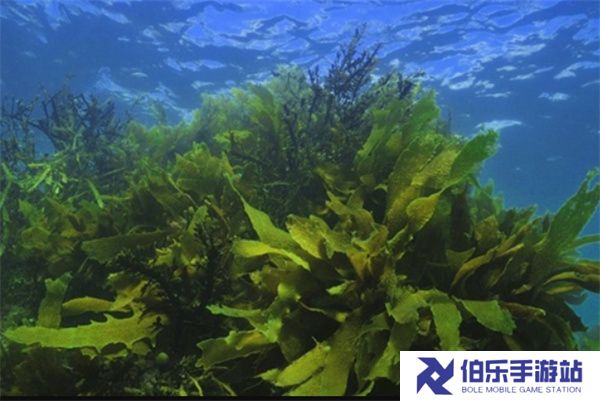 神奇海洋4月13日今日答案2025