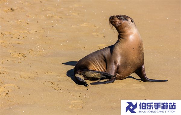 神奇海洋4月11日今日答案2025
